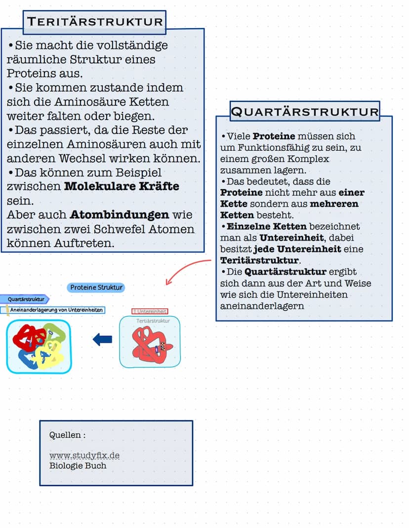 Proteine
Proteine sind Wichtige Moleküle in Lebewesen
WAS SIND PROTEINE
•Es sind Große Moleküle,sogenannte
Makromoleküle die aus vielen klei