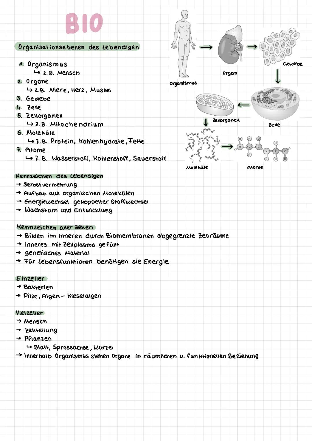 Zellen/ Membranmodelle/ Organisationsebenen