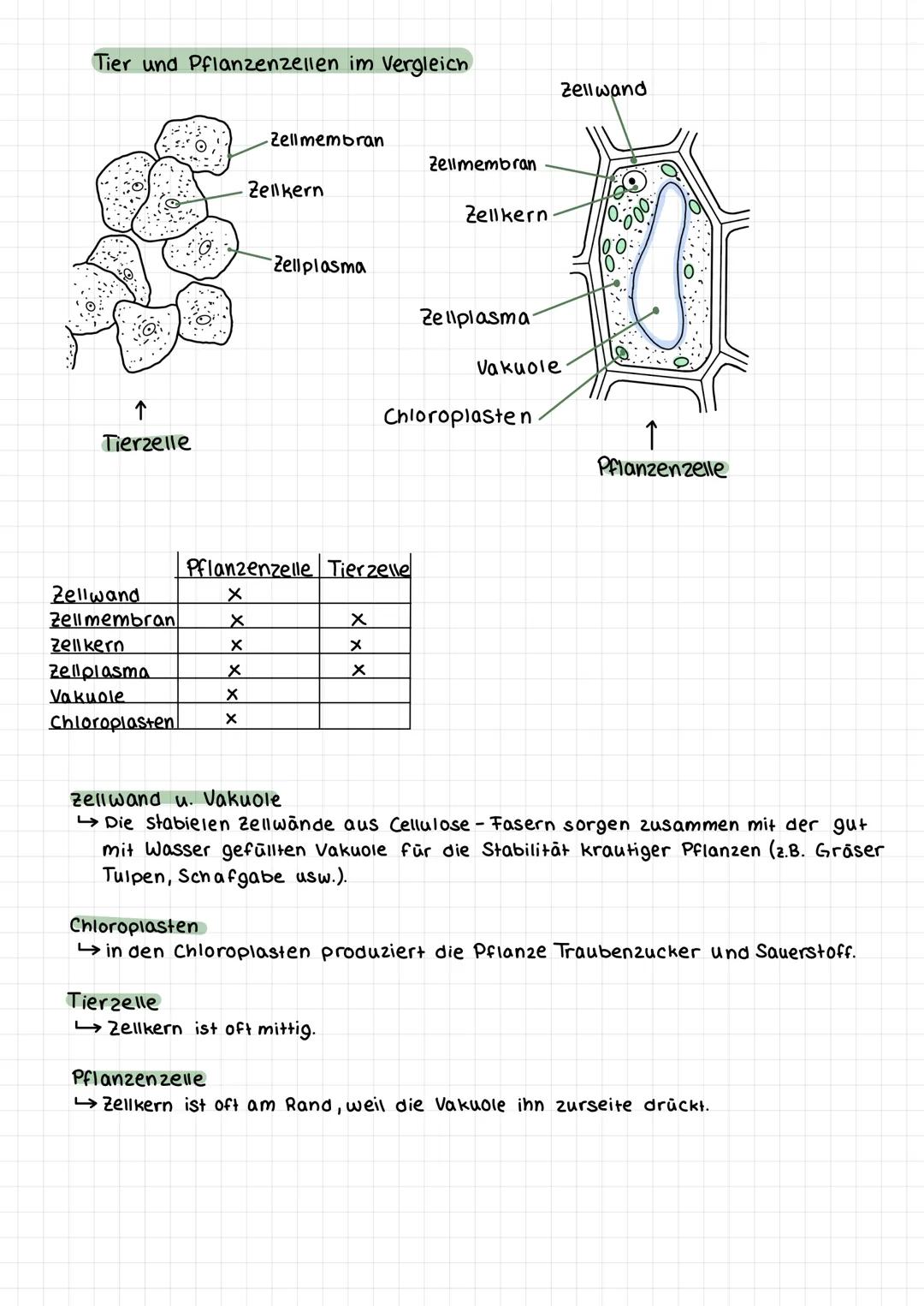 Organisationse benen des Lebendigen
4. Organismus
2.8. Mensch
2. Organe
↳2.B. Niere, Herz, Muskel
3. Gewebe
4. Zelle
5. 2ellorganell
BIO
2.B