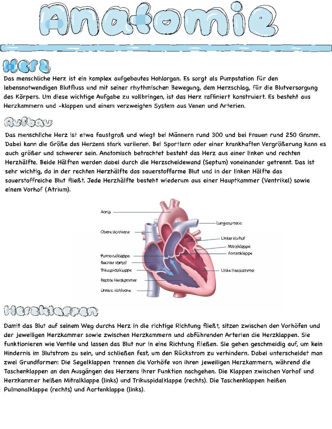 Anatomie