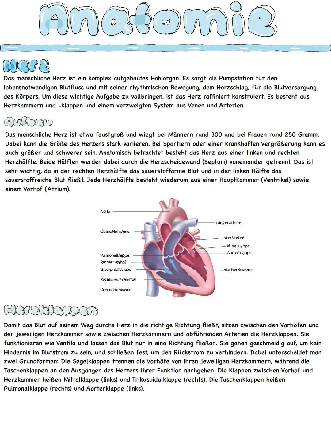 Anatomie
Her &
Das menschliche Herz ist ein komplex aufgebautes Hohlorgan. Es sorgt als Pumpstation für den
lebensnotwendigen Blutfluss und 