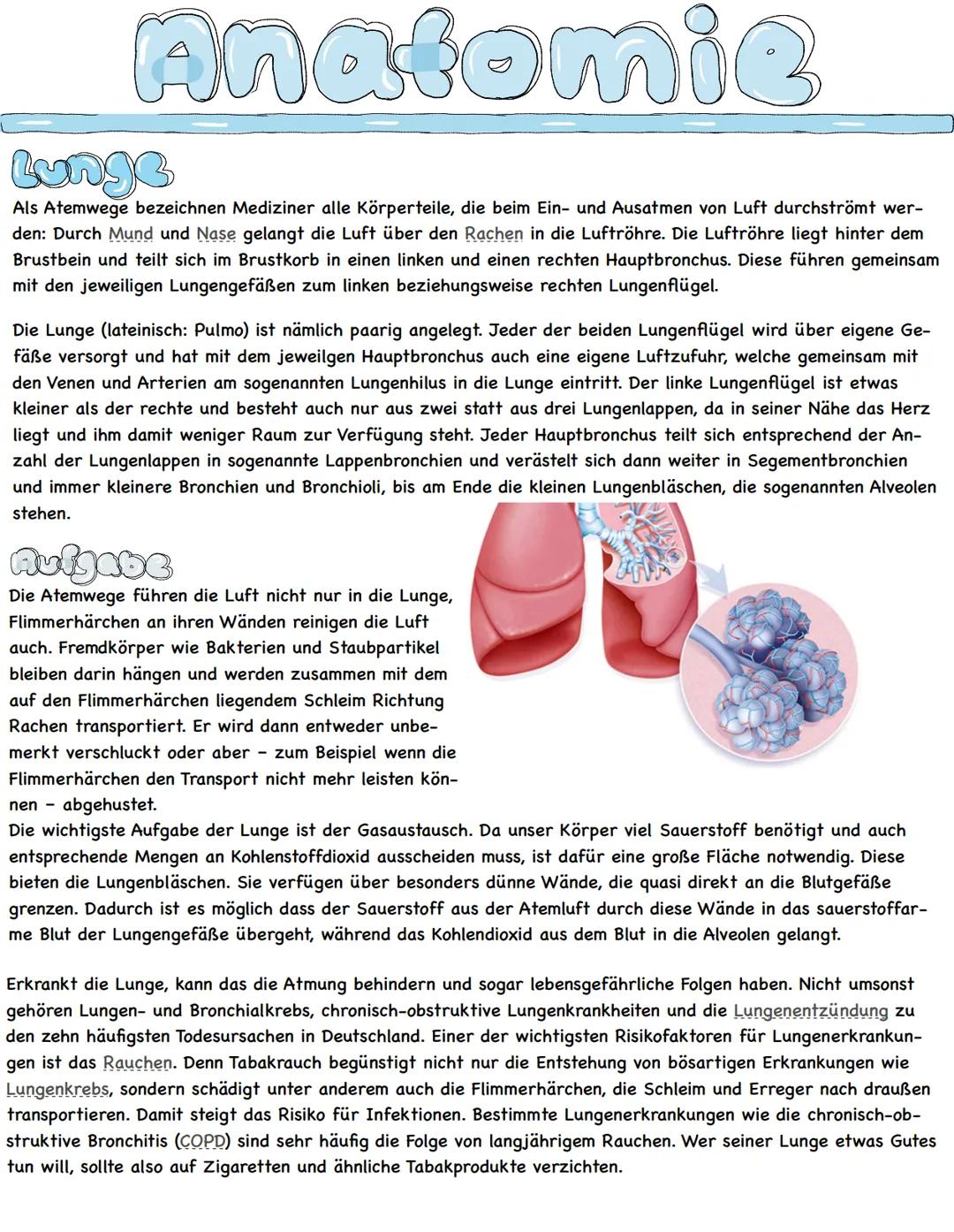 Anatomie
Her &
Das menschliche Herz ist ein komplex aufgebautes Hohlorgan. Es sorgt als Pumpstation für den
lebensnotwendigen Blutfluss und 