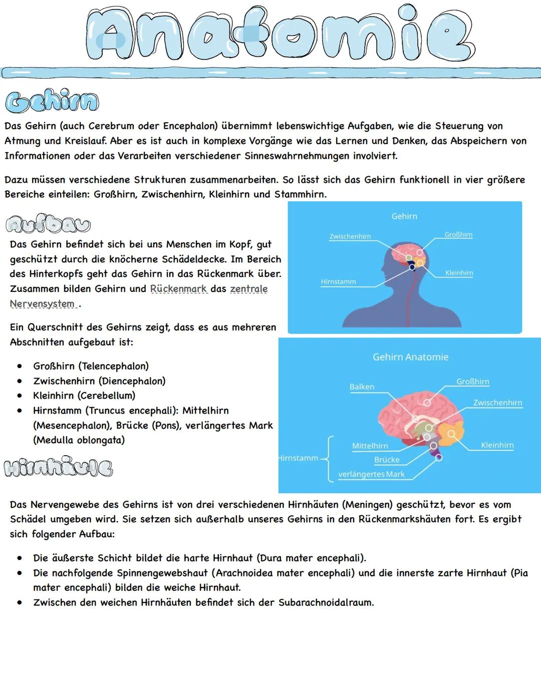 Anatomie
Her &
Das menschliche Herz ist ein komplex aufgebautes Hohlorgan. Es sorgt als Pumpstation für den
lebensnotwendigen Blutfluss und 