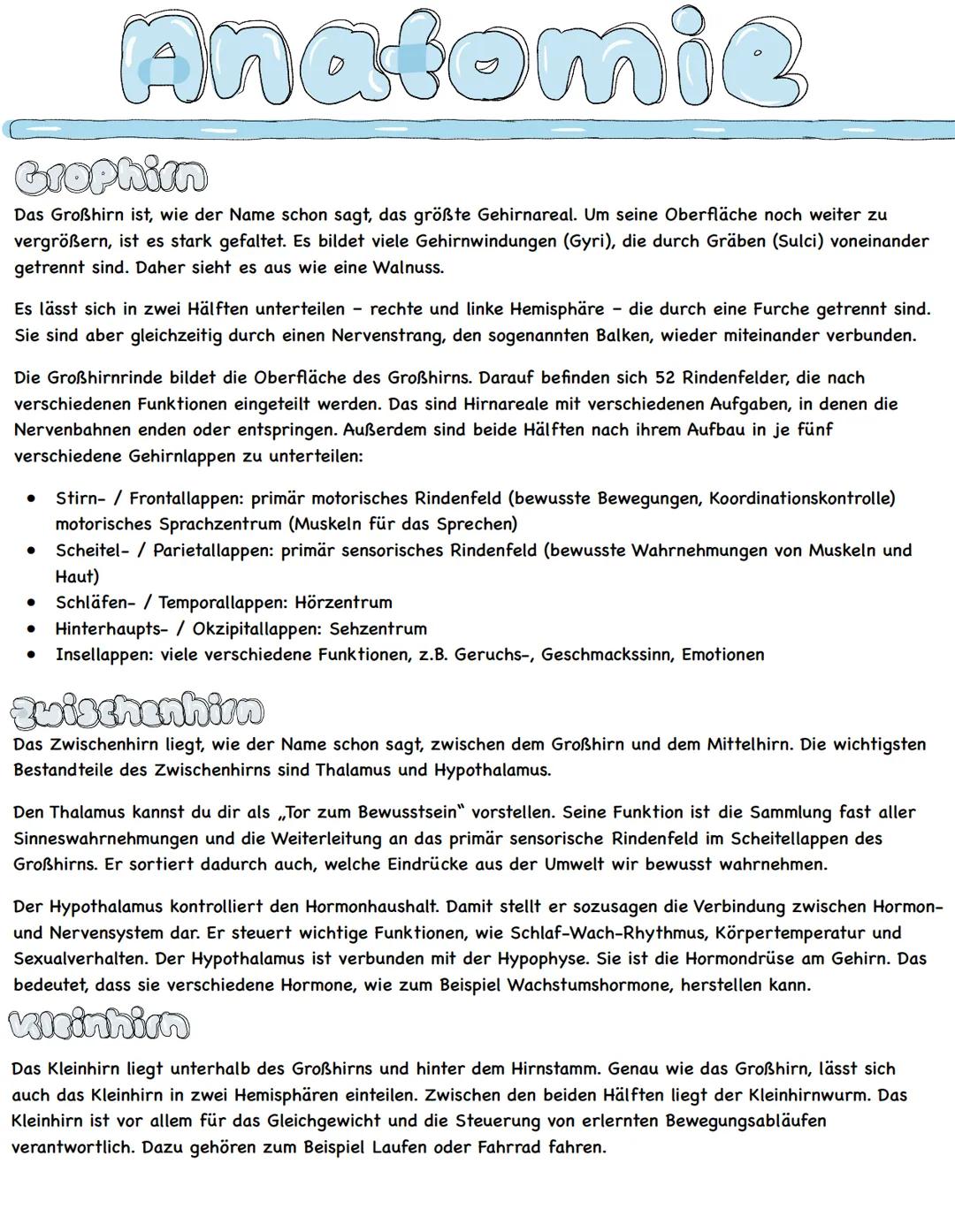 Anatomie
Her &
Das menschliche Herz ist ein komplex aufgebautes Hohlorgan. Es sorgt als Pumpstation für den
lebensnotwendigen Blutfluss und 