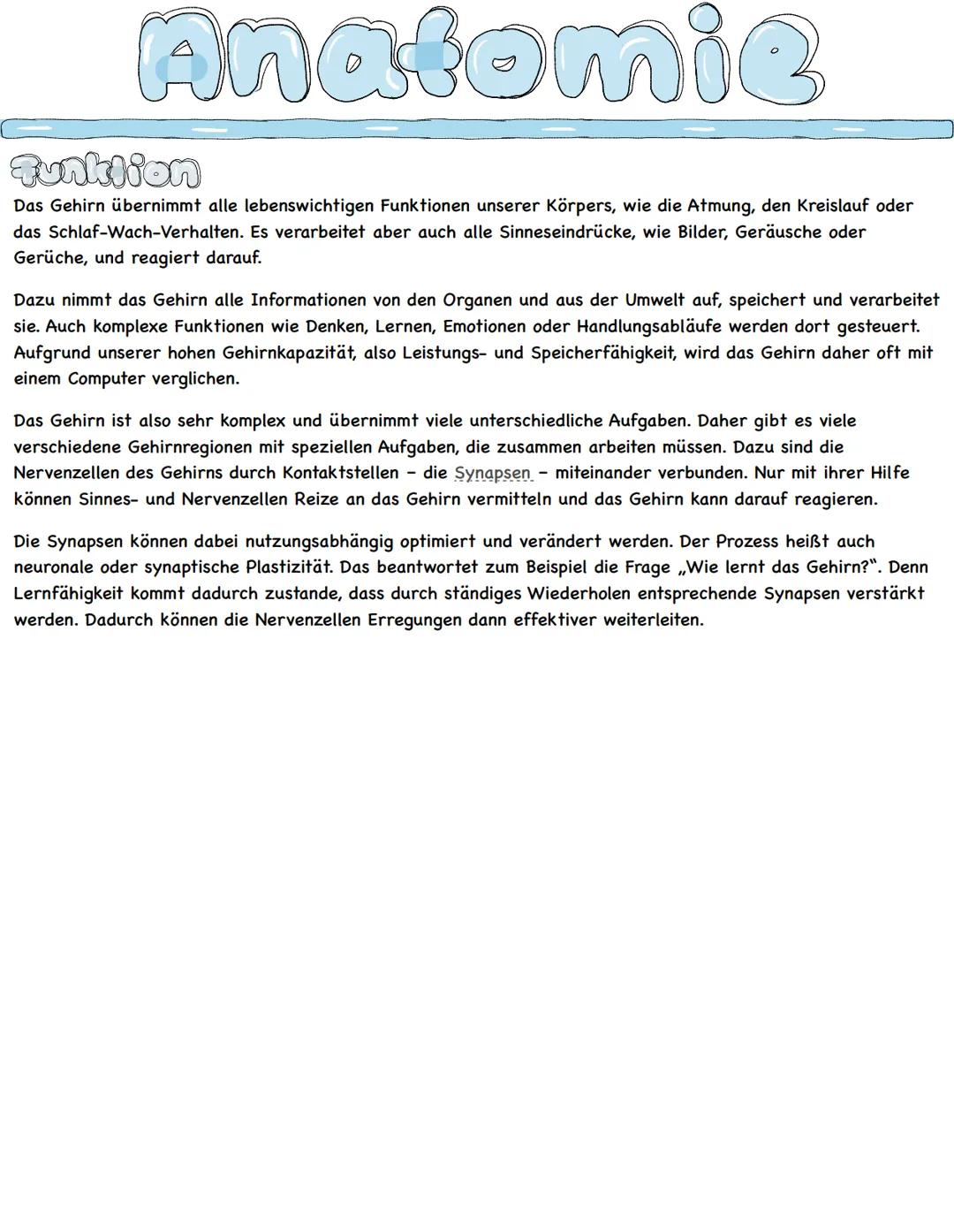 Anatomie
Her &
Das menschliche Herz ist ein komplex aufgebautes Hohlorgan. Es sorgt als Pumpstation für den
lebensnotwendigen Blutfluss und 