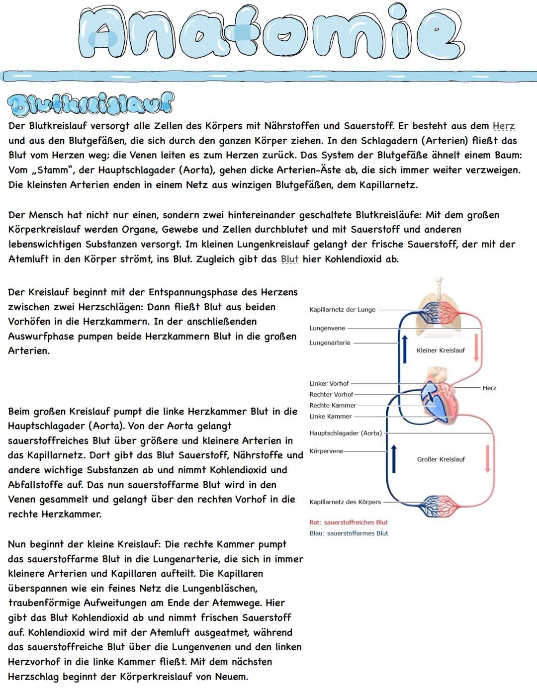 Anatomie
Her &
Das menschliche Herz ist ein komplex aufgebautes Hohlorgan. Es sorgt als Pumpstation für den
lebensnotwendigen Blutfluss und 