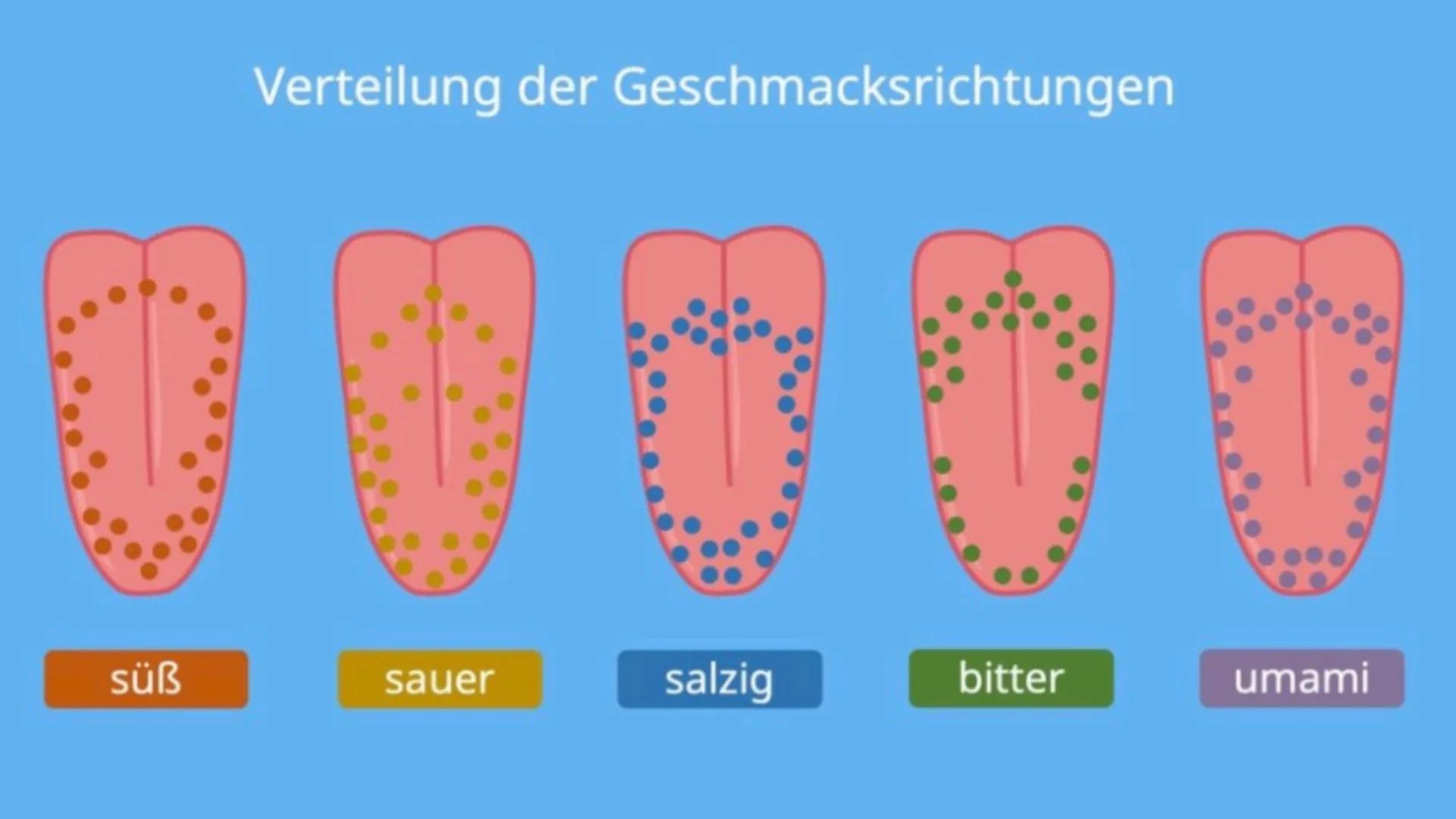 # Der Geschmackssinn

Eine Unterrichtsstunde Unterrichtsablauf

*   Grundlagen des Geschmackssinns
*   Mögliche Fehlfunktionen des Geschmack
