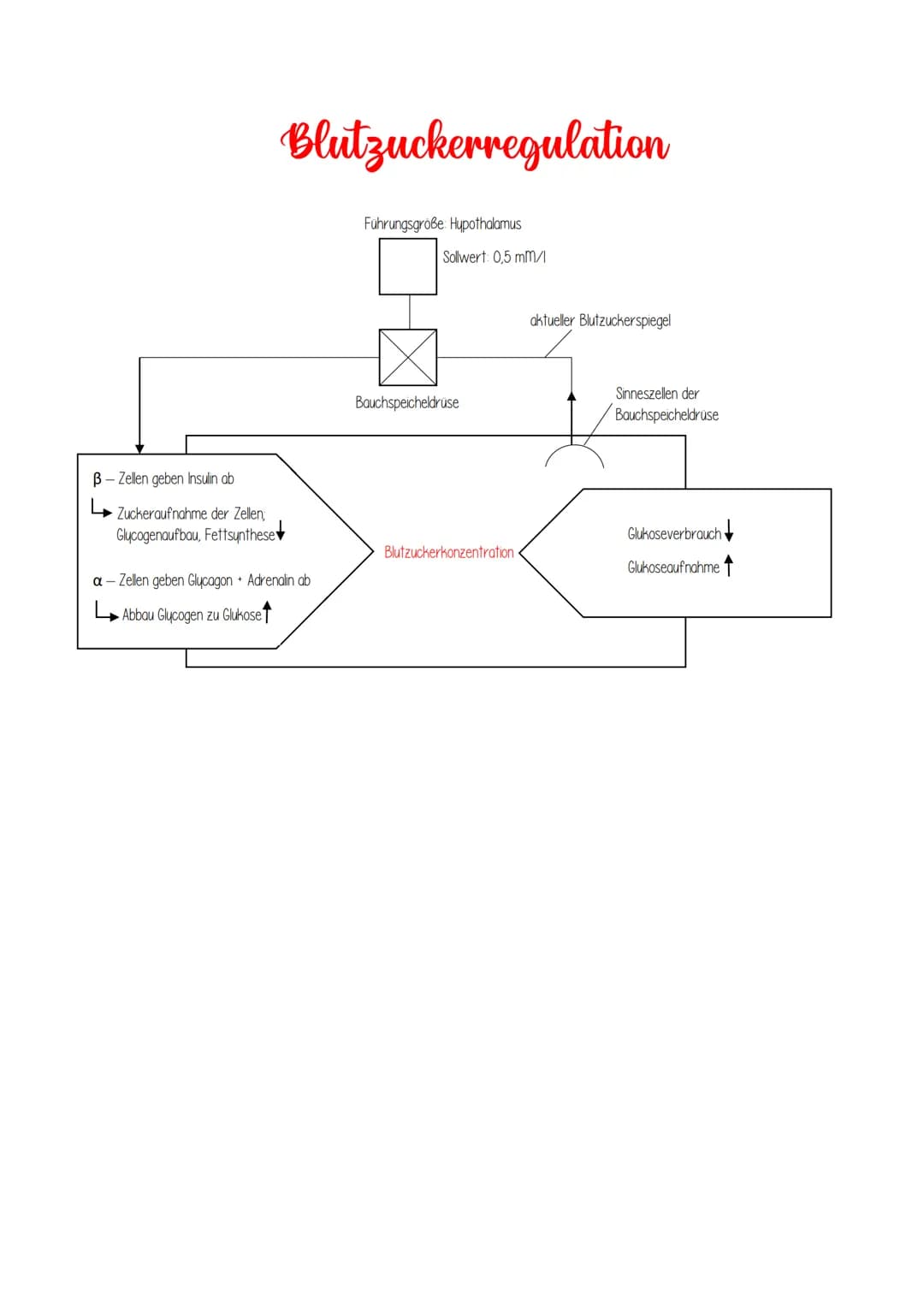 efferente (motorische) Nervenbahn
Homöostase
DEFINITION: Aufrechterhaltung konstanter Bedingungen innerhalb eines Organismus durch Regelung 