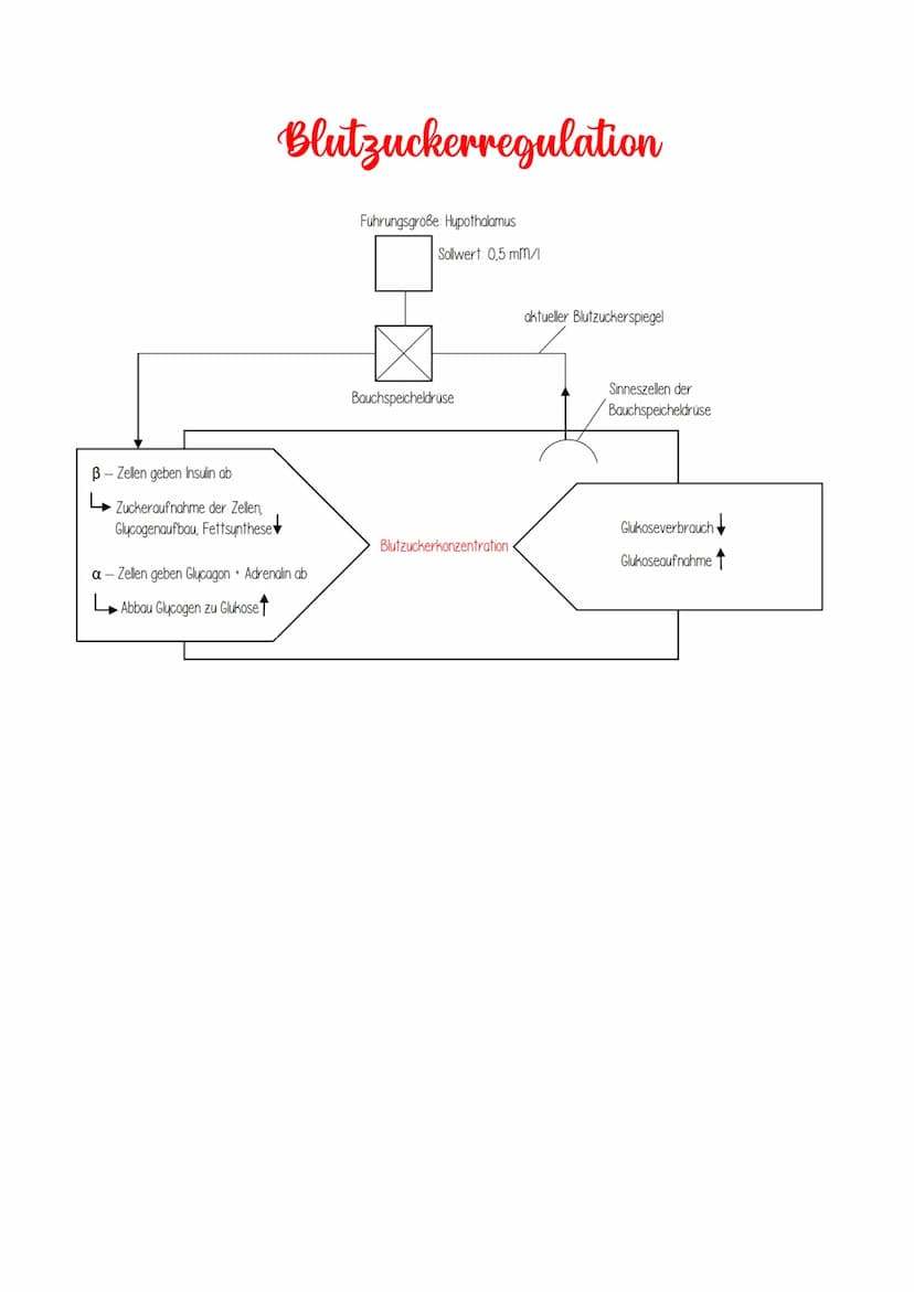 efferente (motorische) Nervenbahn
Homöostase
DEFINITION: Aufrechterhaltung konstanter Bedingungen innerhalb eines Organismus durch Regelung 
