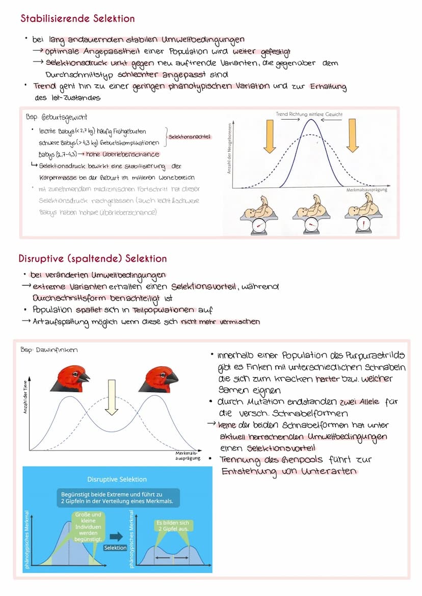 Synthetische Evolutionstheorie
= Moderne Evolutionstheorie, die alle Erkenntnisse der Naturwissenschaften
mit einbezieht, z.B. Genetik, Palä