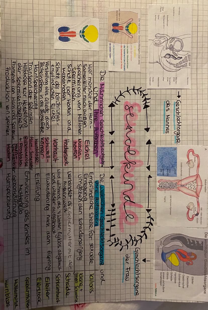 Harnblase
Samenleiter-
Gied
(Penis)
Schwellkorper
Harnsamenrohre
Eichel
Vorhaut
Die männlichen Geschlechtsorgane (von vom)
de Ha
idar Ham- u