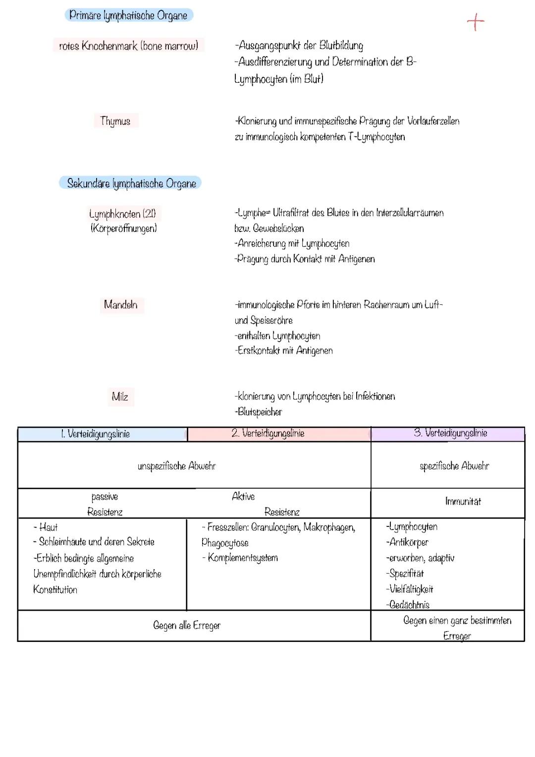 Immunsystem: Alles, was du wissen musst! - Zusammenfassung, Organe und Abwehrkräfte