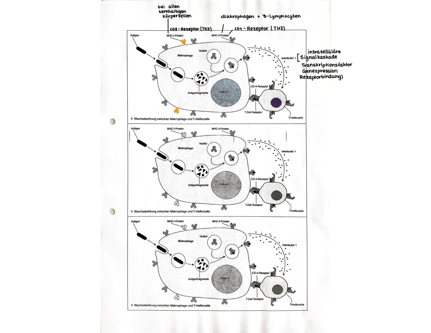 Primäre lymphatische Organe
rotes Knochenmark (bone marrow)
Thymus
Sekundäre lymphatische Organe
Lymphknoten (21)
(Körperöffnungen)
Mandeln
