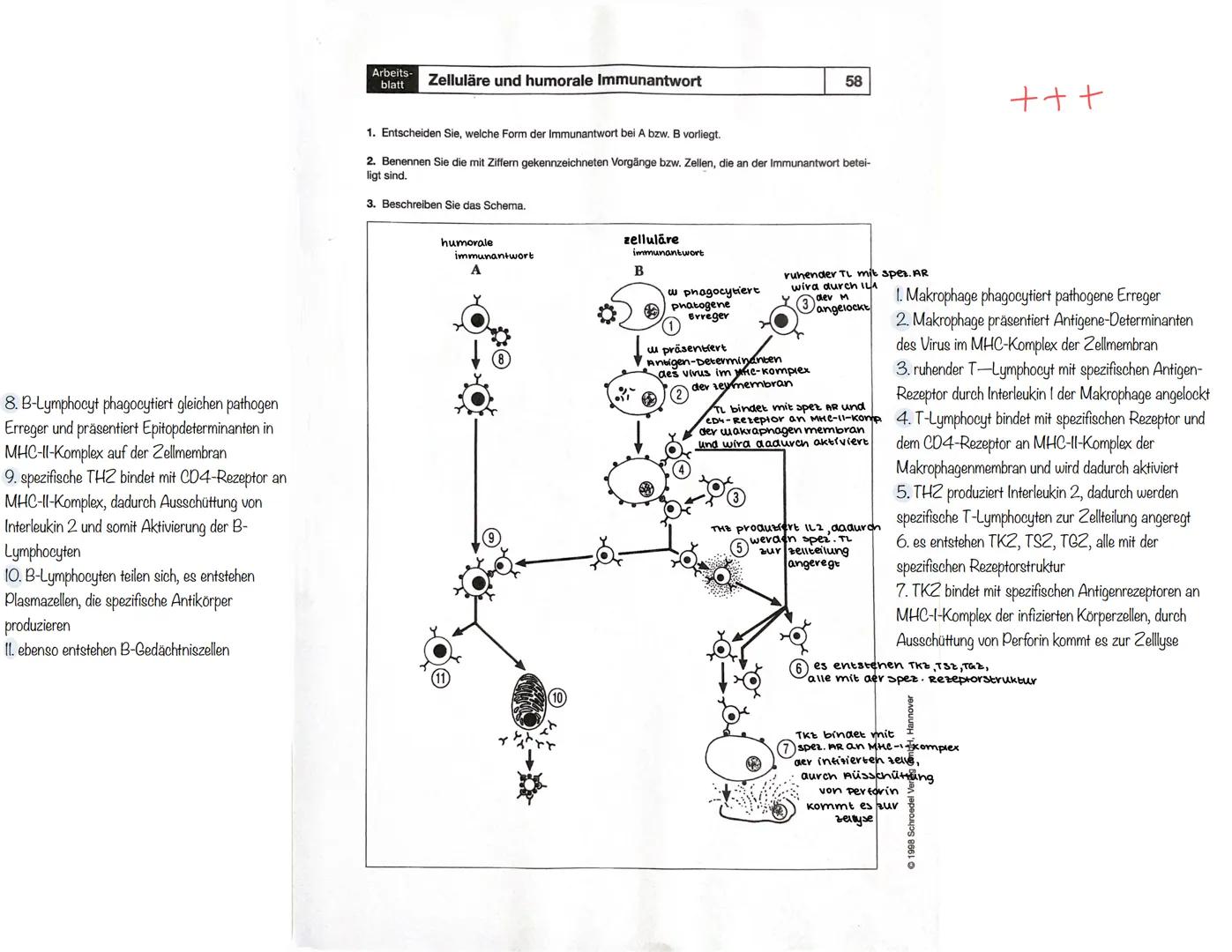 Primäre lymphatische Organe
rotes Knochenmark (bone marrow)
Thymus
Sekundäre lymphatische Organe
Lymphknoten (21)
(Körperöffnungen)
Mandeln
