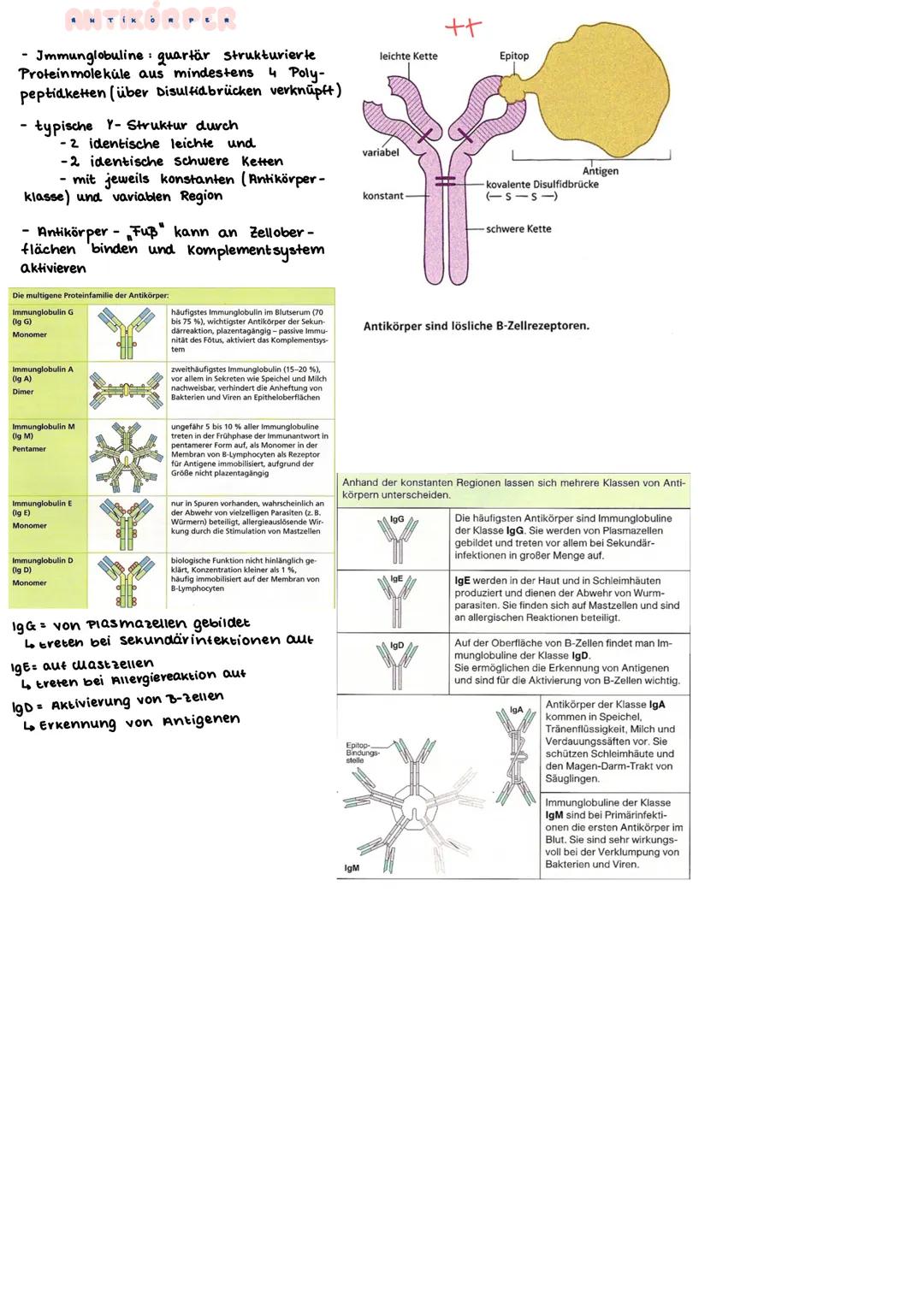 Primäre lymphatische Organe
rotes Knochenmark (bone marrow)
Thymus
Sekundäre lymphatische Organe
Lymphknoten (21)
(Körperöffnungen)
Mandeln
