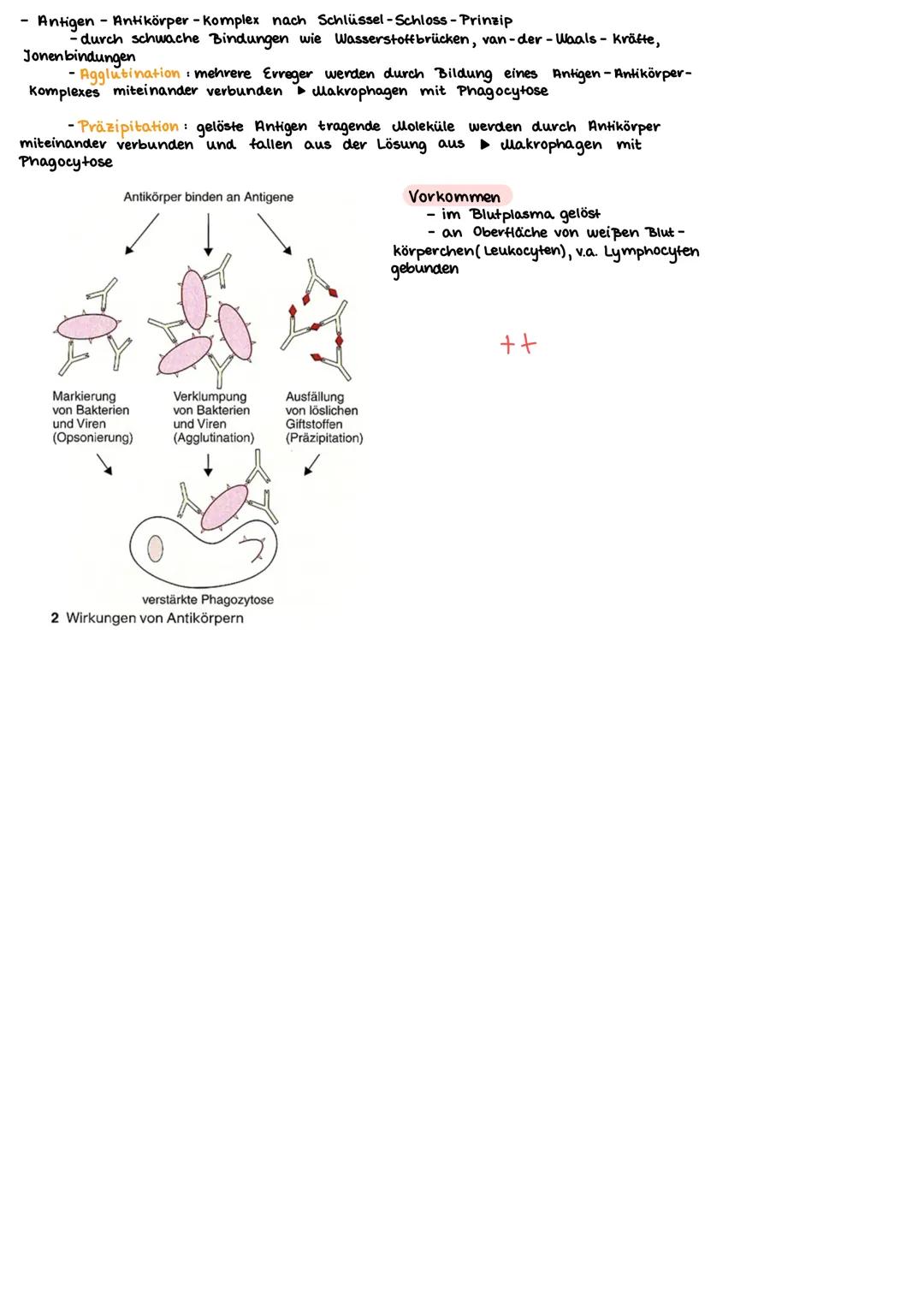 Primäre lymphatische Organe
rotes Knochenmark (bone marrow)
Thymus
Sekundäre lymphatische Organe
Lymphknoten (21)
(Körperöffnungen)
Mandeln
