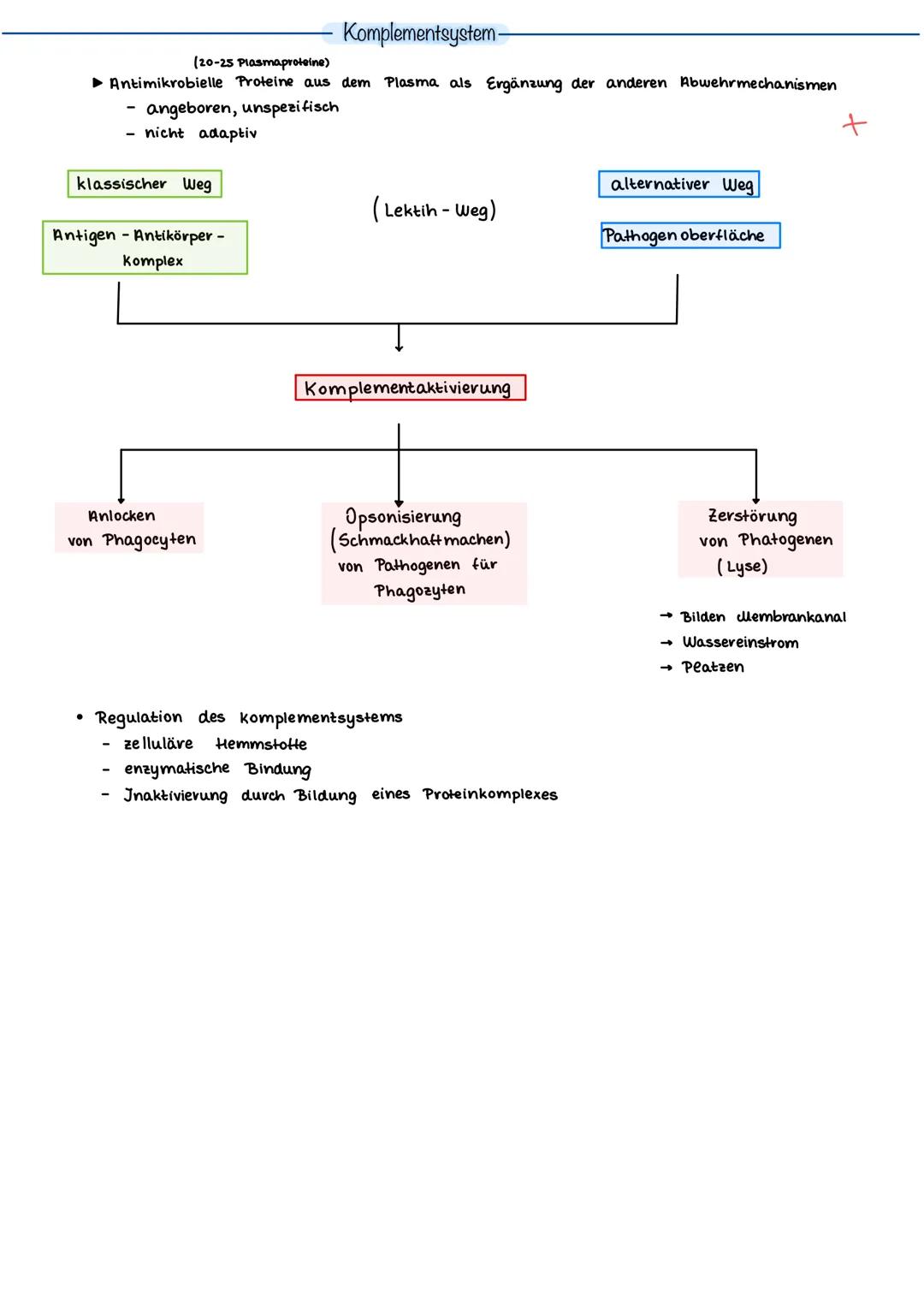 Primäre lymphatische Organe
rotes Knochenmark (bone marrow)
Thymus
Sekundäre lymphatische Organe
Lymphknoten (21)
(Körperöffnungen)
Mandeln
