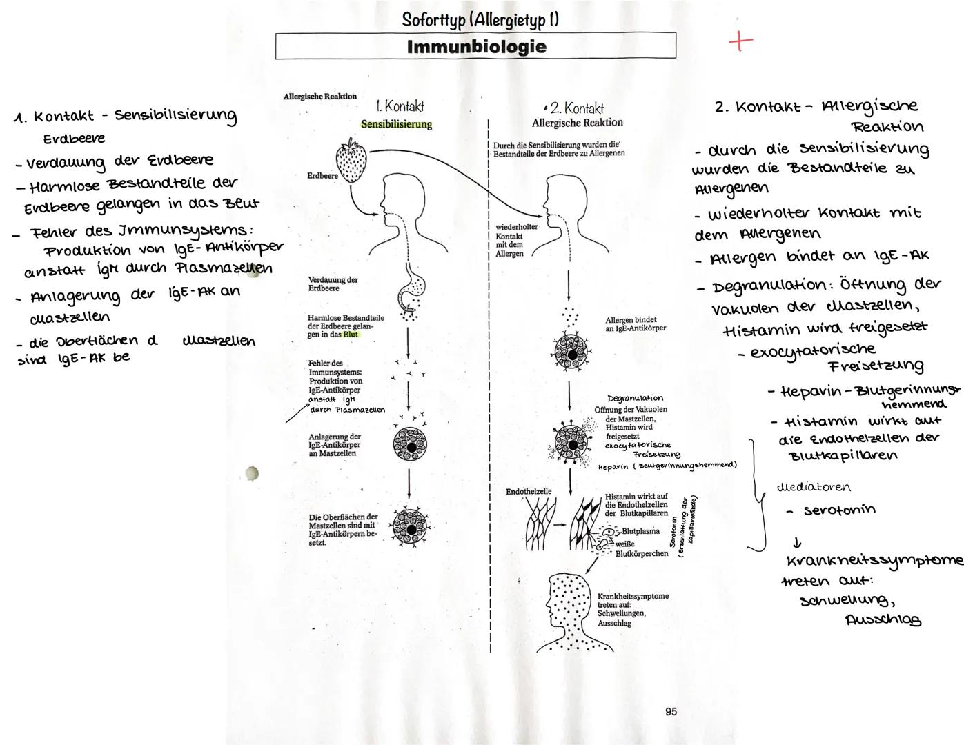 Primäre lymphatische Organe
rotes Knochenmark (bone marrow)
Thymus
Sekundäre lymphatische Organe
Lymphknoten (21)
(Körperöffnungen)
Mandeln
