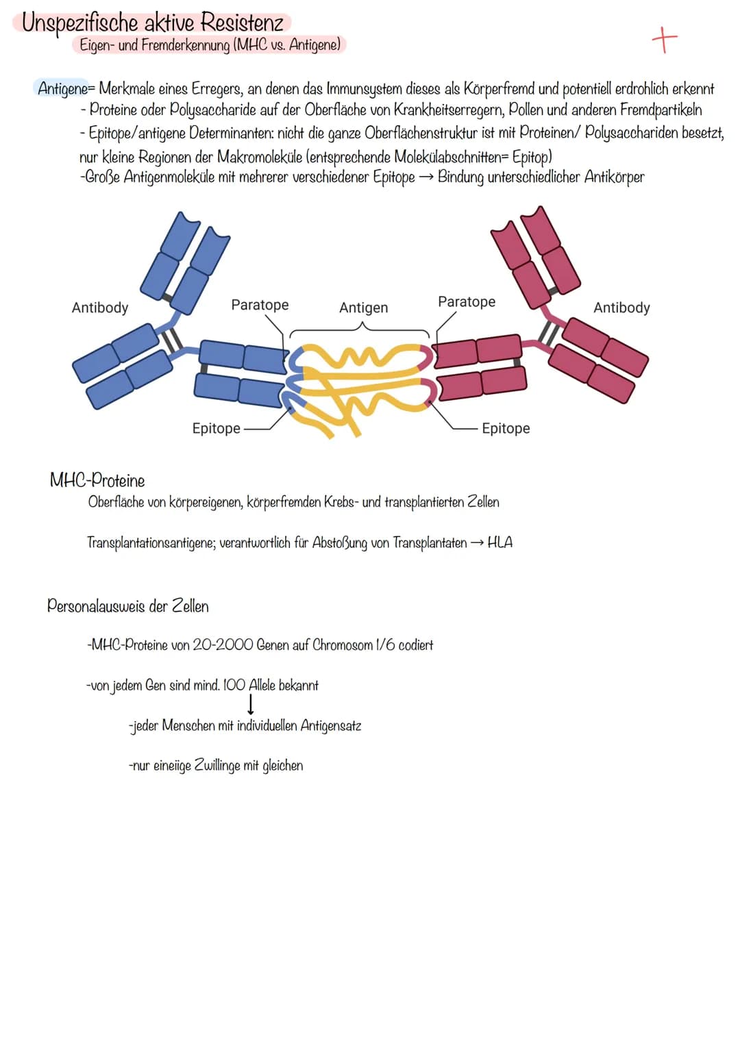 Primäre lymphatische Organe
rotes Knochenmark (bone marrow)
Thymus
Sekundäre lymphatische Organe
Lymphknoten (21)
(Körperöffnungen)
Mandeln
