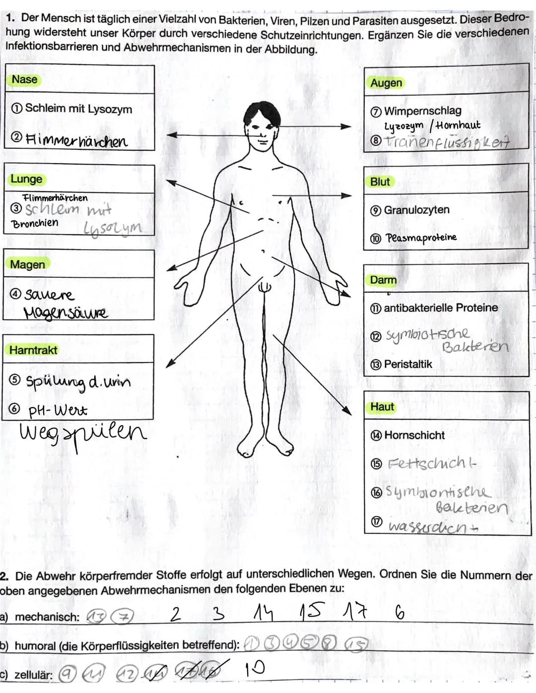 Primäre lymphatische Organe
rotes Knochenmark (bone marrow)
Thymus
Sekundäre lymphatische Organe
Lymphknoten (21)
(Körperöffnungen)
Mandeln
