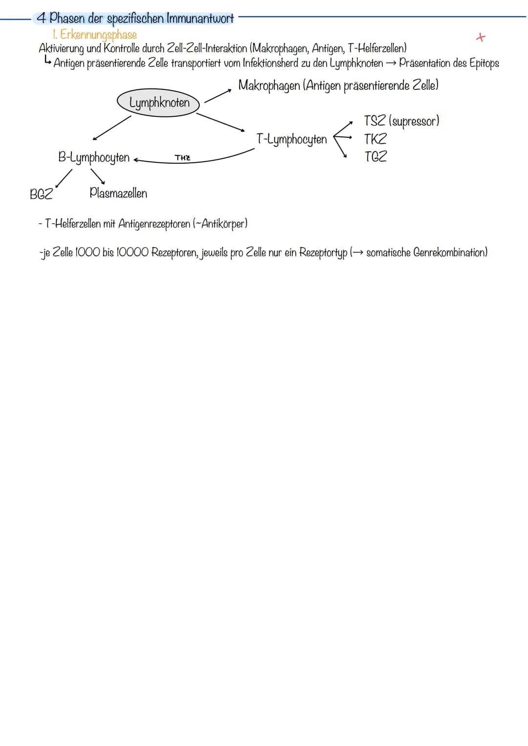 Primäre lymphatische Organe
rotes Knochenmark (bone marrow)
Thymus
Sekundäre lymphatische Organe
Lymphknoten (21)
(Körperöffnungen)
Mandeln
