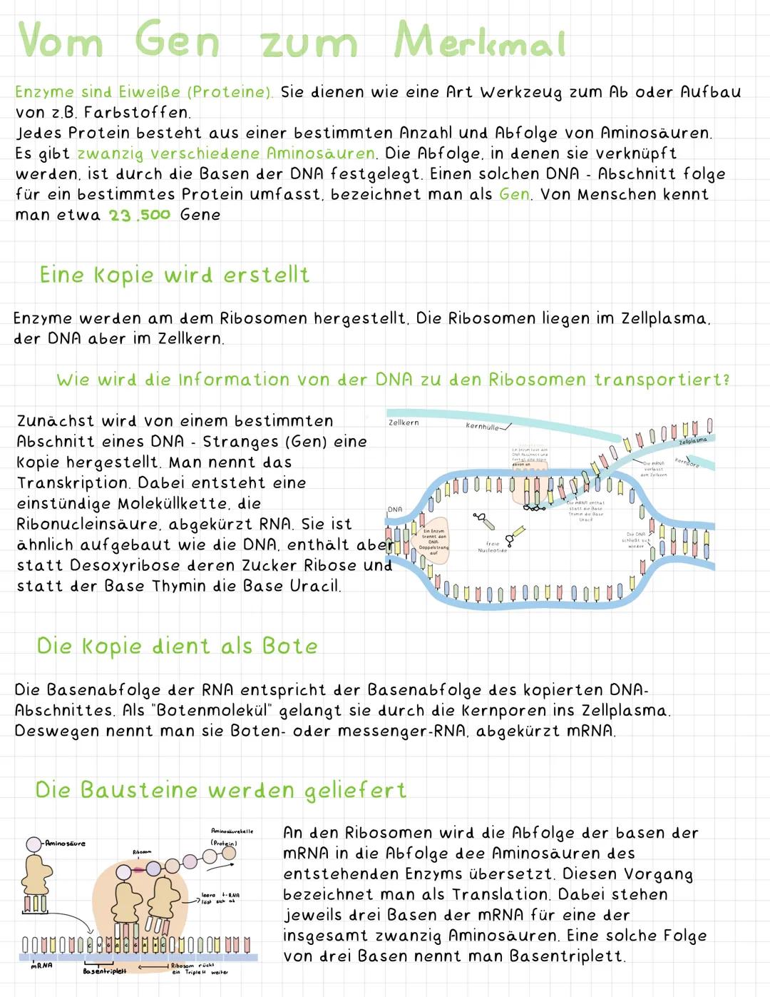 # Vom Gen zum Merkmal

Enzyme sind Eiweiße (Proteine). Sie dienen wie eine Art Werkzeug zum Ab oder Aufbau
von z.B. Farbstoffen.
Jedes Prote