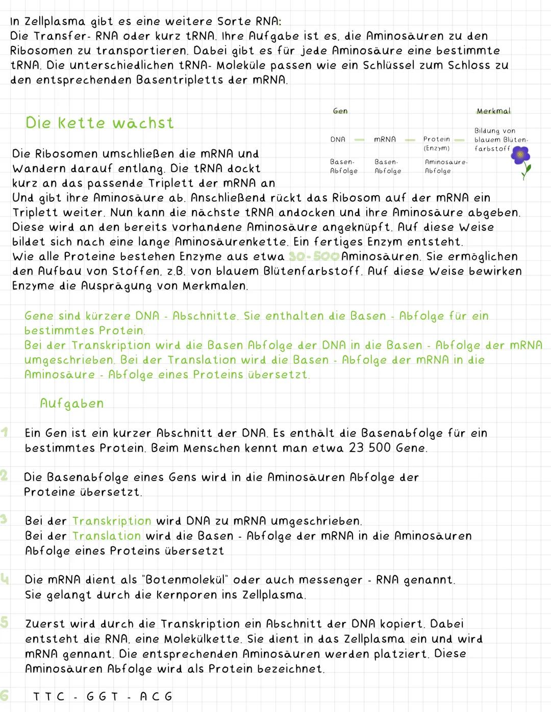 # Vom Gen zum Merkmal

Enzyme sind Eiweiße (Proteine). Sie dienen wie eine Art Werkzeug zum Ab oder Aufbau
von z.B. Farbstoffen.
Jedes Prote