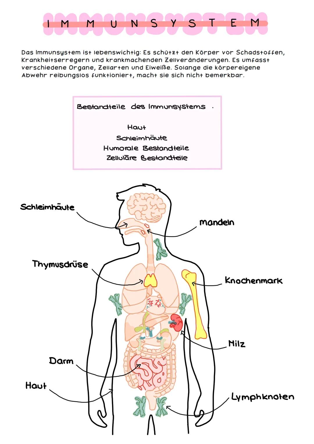 IM M MUNSYSTEM
Das Immunsystem ist lebenswichtig: Es schützt den Körper vor Schadstoffen,
Krankheitserregern und krankmachenden Zellveränder