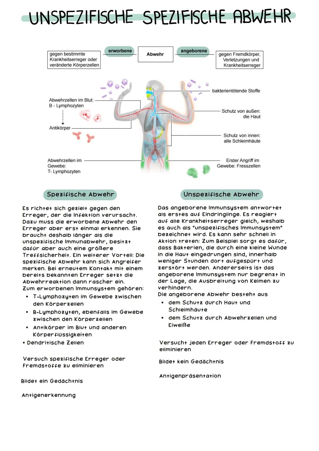 Wie Du Dein Mukosa-Immunsystem Stärken und Schleimhäute Gesund Halten Kannst