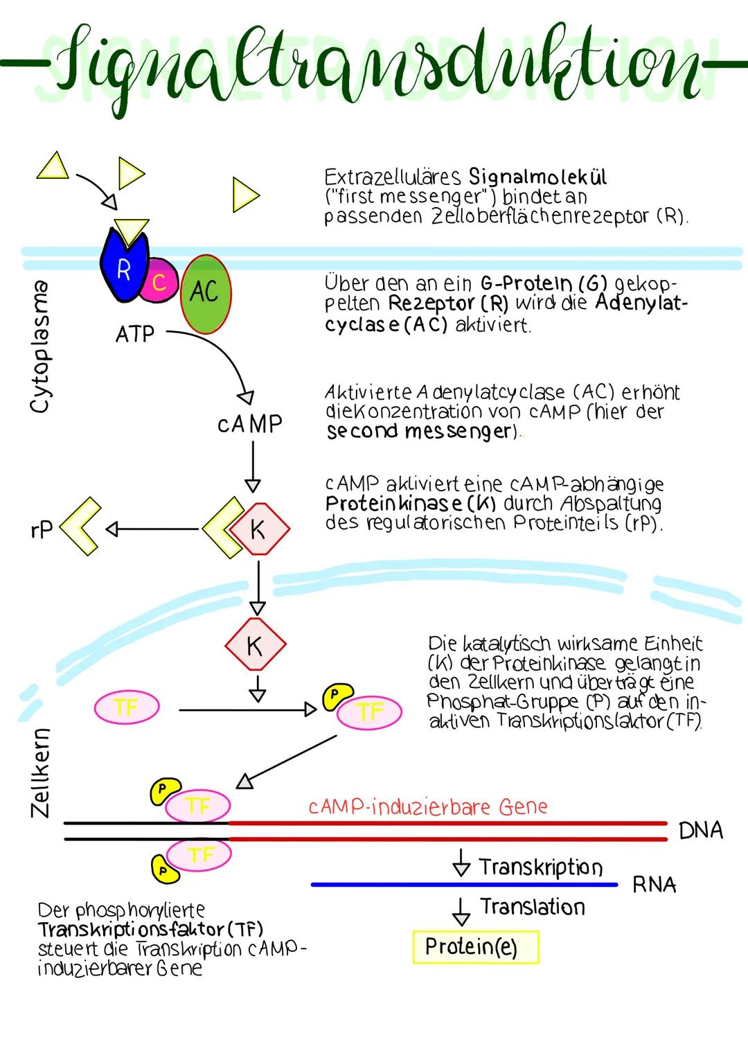 -Signaltransduktion-

Δ

Cytoplasma

rP

R
AC

ATP

CAMP

K

Extrazelluläres Signalmolekül
("first messenger") bindet an
passenden Zelloberf
