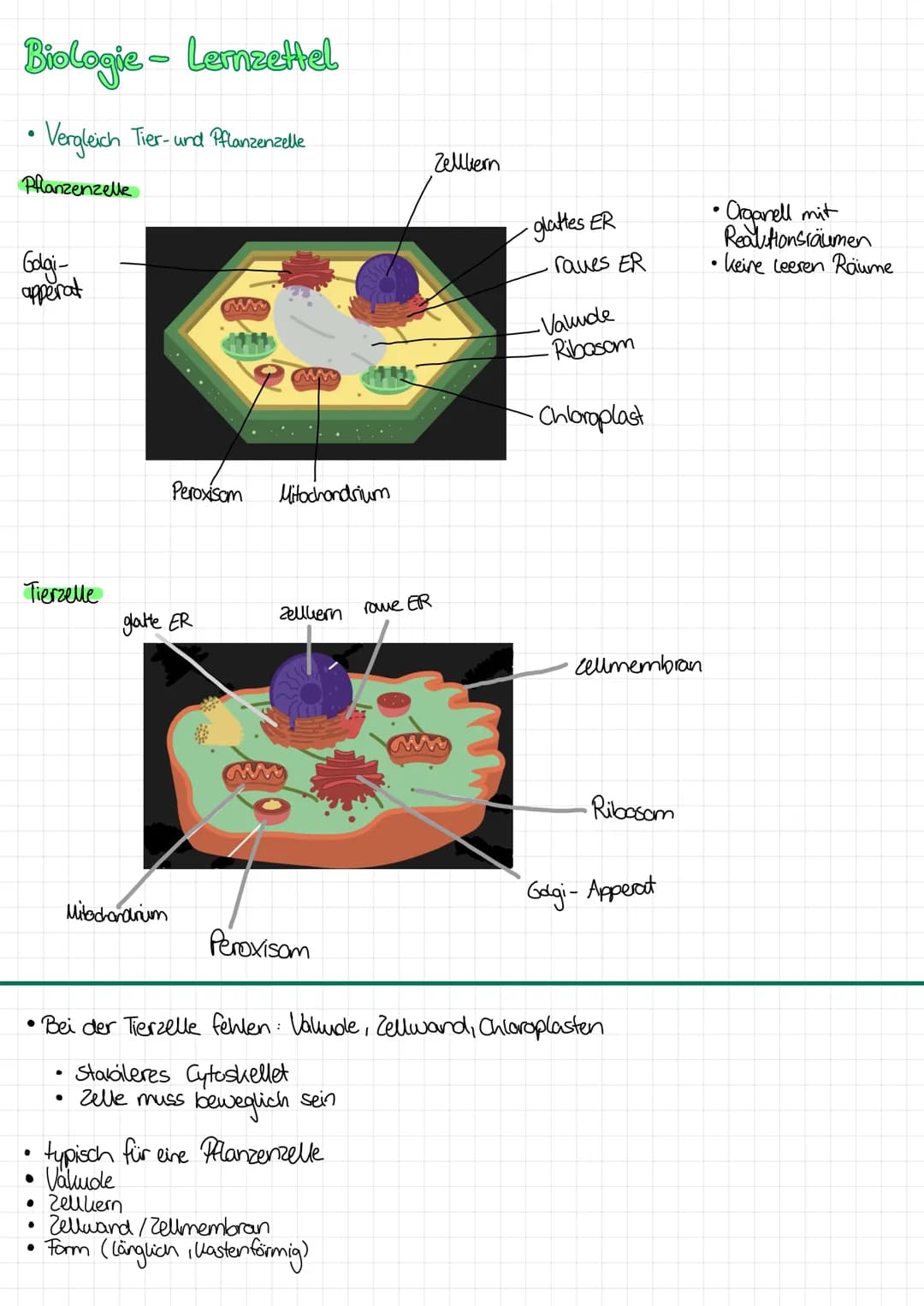 
<p>In the following table, you will find an overview of the functions of cell organelles. You can download the table as a PDF for your refe