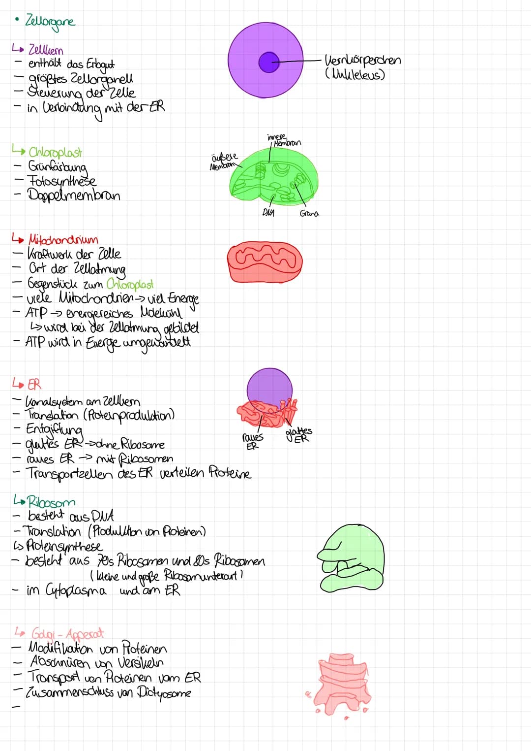 
<p>In the following table, you will find an overview of the functions of cell organelles. You can download the table as a PDF for your refe