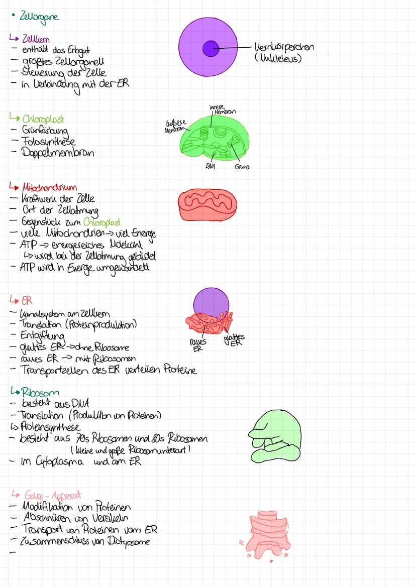 
<p>In the following table, you will find an overview of the functions of cell organelles. You can download the table as a PDF for your refe