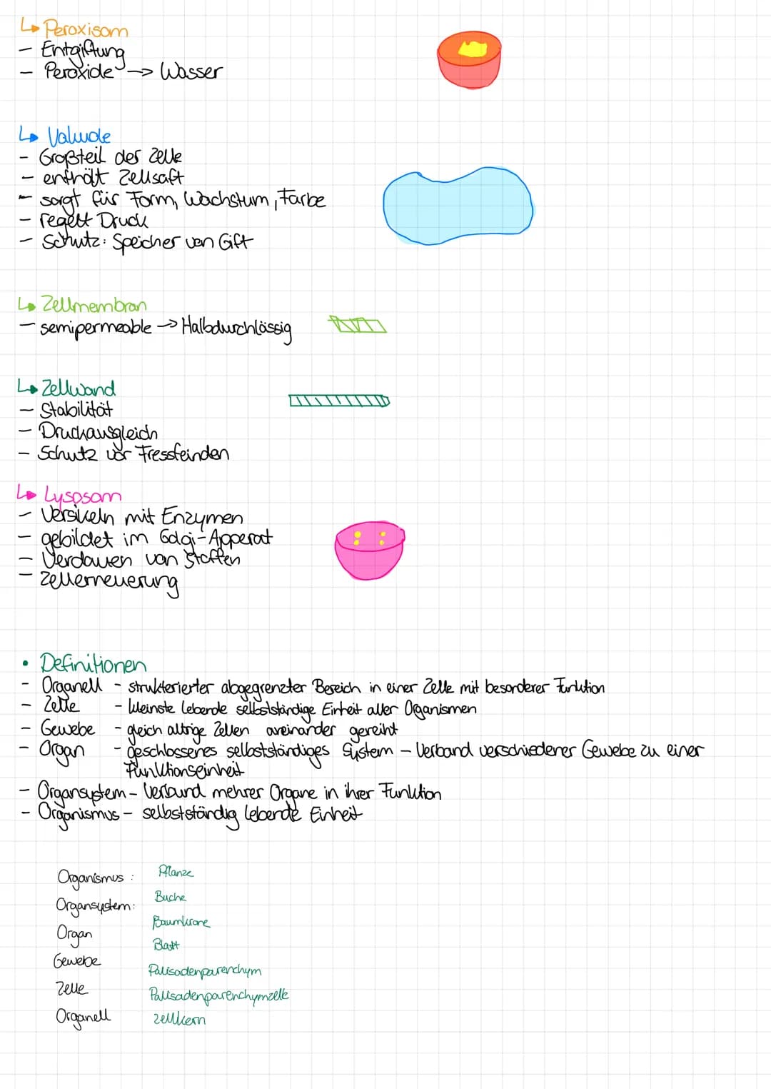 
<p>In the following table, you will find an overview of the functions of cell organelles. You can download the table as a PDF for your refe