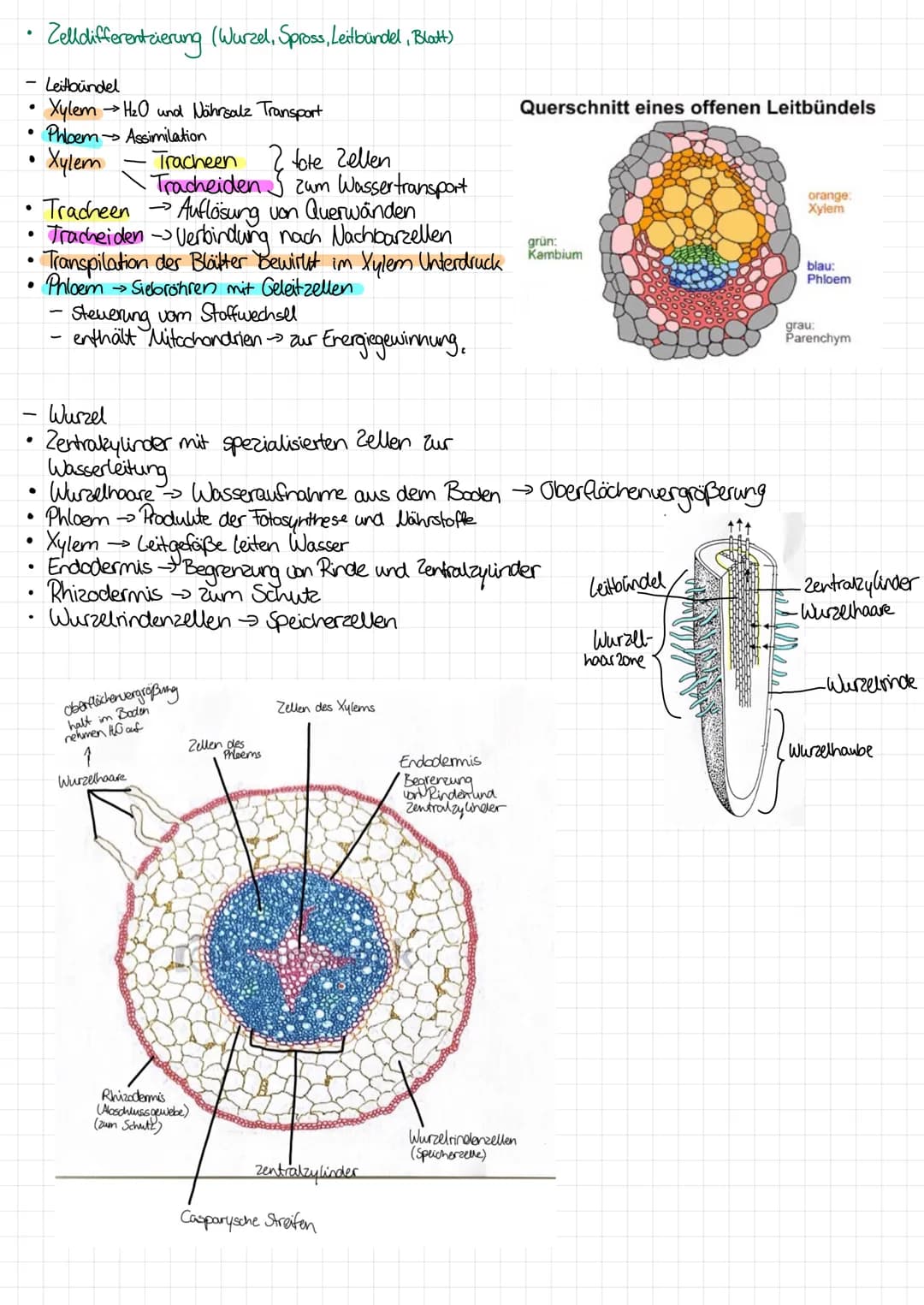 
<p>In the following table, you will find an overview of the functions of cell organelles. You can download the table as a PDF for your refe