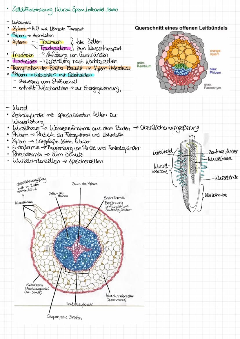 
<p>In the following table, you will find an overview of the functions of cell organelles. You can download the table as a PDF for your refe
