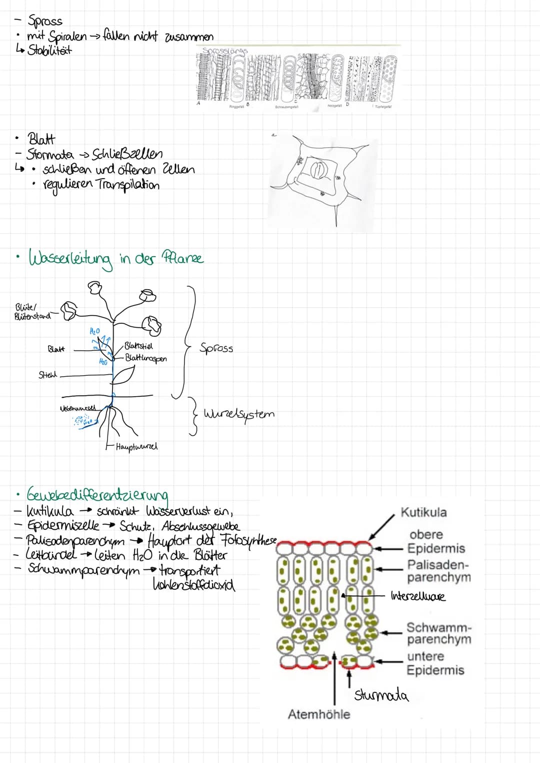 
<p>In the following table, you will find an overview of the functions of cell organelles. You can download the table as a PDF for your refe