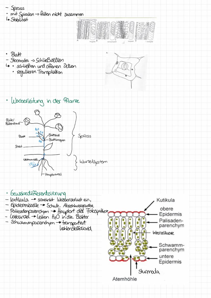 
<p>In the following table, you will find an overview of the functions of cell organelles. You can download the table as a PDF for your refe