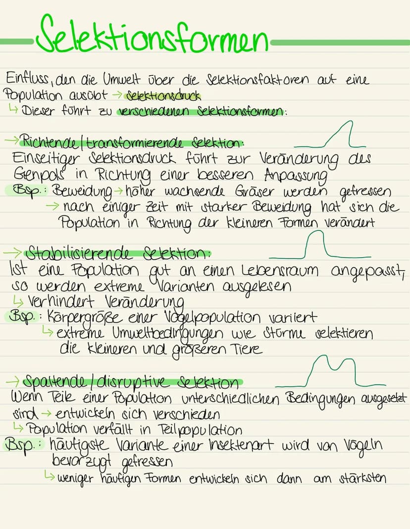 Richtende | transformierende Selektion
Anzahl der
Individuen
Selektionsformen.
Selektions
druck
Herkmal (Bsp. Laufgeschwindigkeit)
Selektion