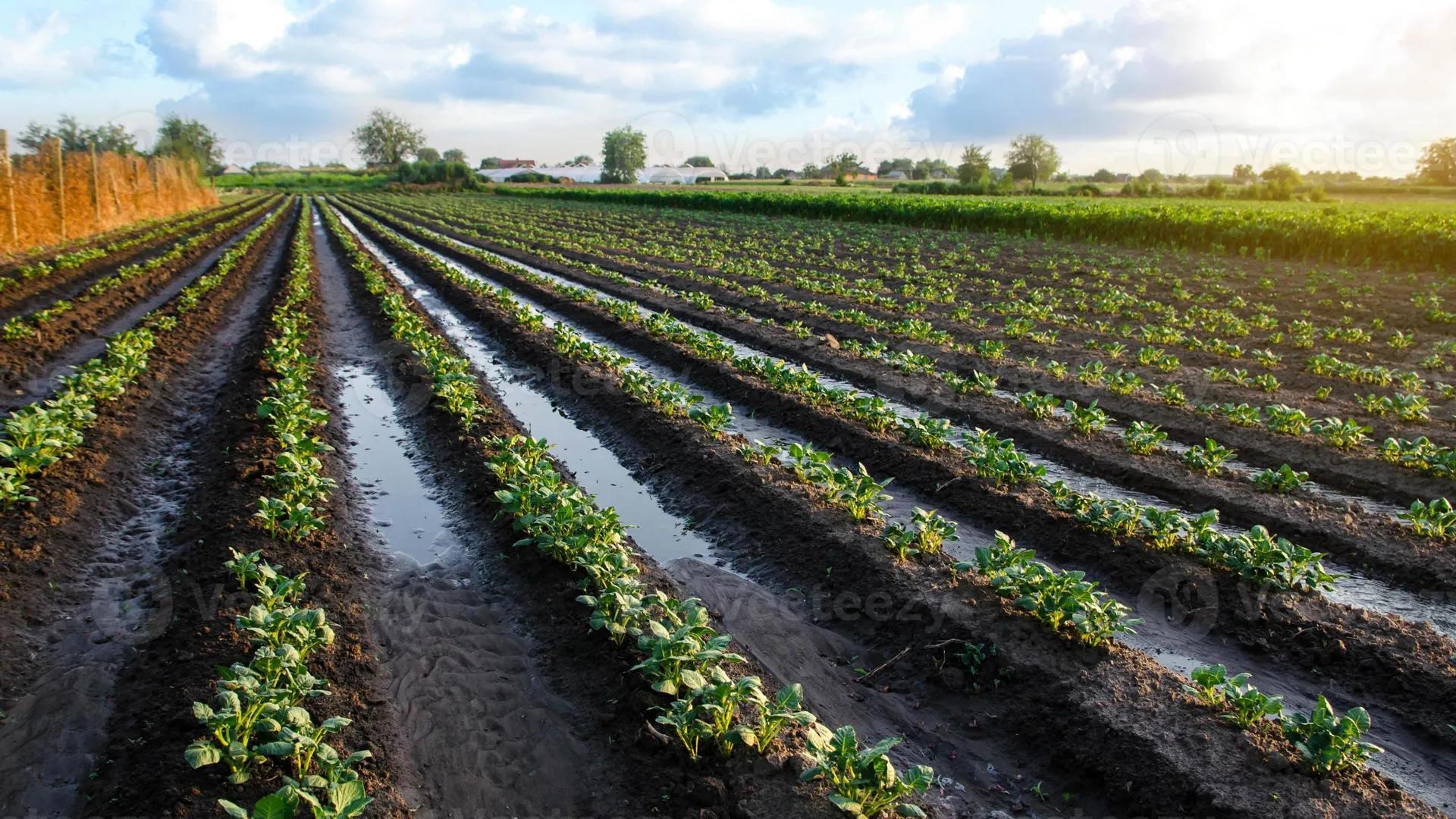 LARA, MORITZ UND KLARA
Landwirtschaft
Intensivierung in den
gemäßigten Zonen und Subtropen THEMEN
●
• Landwirtschaft: gemäßigte Zone
Konvent