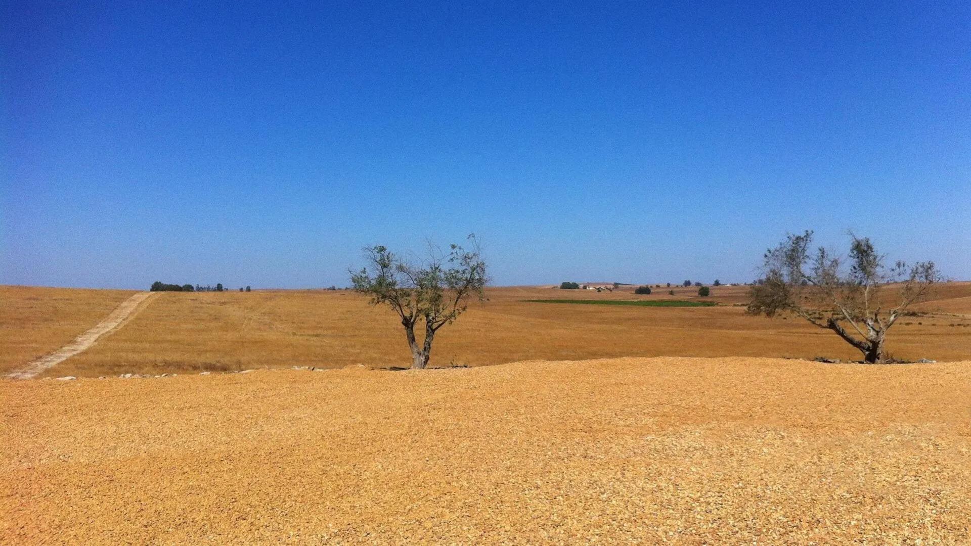 LARA, MORITZ UND KLARA
Landwirtschaft
Intensivierung in den
gemäßigten Zonen und Subtropen THEMEN
●
• Landwirtschaft: gemäßigte Zone
Konvent