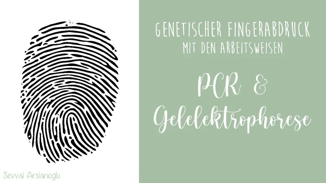 Genetischer Fingerabdruck: Einfach erklärt und seine Anwendungen in der Kriminalistik