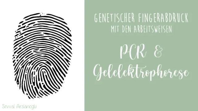 Know PCR-Methode und Gelelektrophorese thumbnail