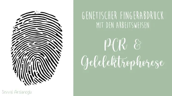 Know PCR-Methode und Gelelektrophorese thumbnail