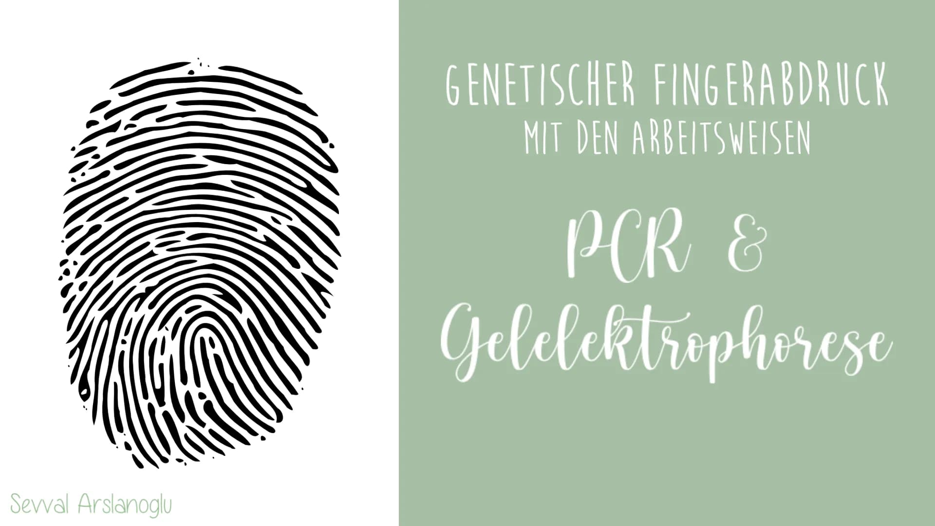 Sevval Arslanoglu
GENETISCHER FINGERA BD RUCK
MIT DEN ARBEITSWEISEN
PCR &
Gelelektrophorese ●
Inhaltsverzeichnis
Genetischer Fingerabdruck
P