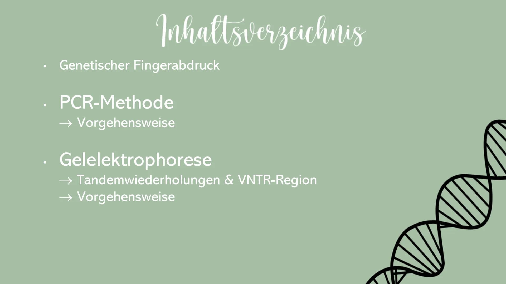 Sevval Arslanoglu
GENETISCHER FINGERA BD RUCK
MIT DEN ARBEITSWEISEN
PCR &
Gelelektrophorese ●
Inhaltsverzeichnis
Genetischer Fingerabdruck
P