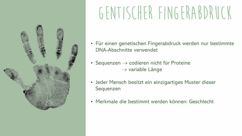 Sevval Arslanoglu
GENETISCHER FINGERA BD RUCK
MIT DEN ARBEITSWEISEN
PCR &
Gelelektrophorese ●
Inhaltsverzeichnis
Genetischer Fingerabdruck
P