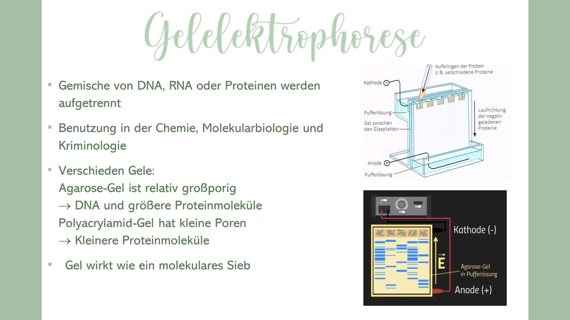 Sevval Arslanoglu
GENETISCHER FINGERA BD RUCK
MIT DEN ARBEITSWEISEN
PCR &
Gelelektrophorese ●
Inhaltsverzeichnis
Genetischer Fingerabdruck
P