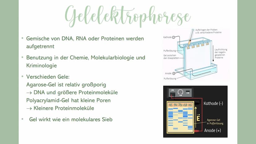 Sevval Arslanoglu
GENETISCHER FINGERA BD RUCK
MIT DEN ARBEITSWEISEN
PCR &
Gelelektrophorese ●
Inhaltsverzeichnis
Genetischer Fingerabdruck
P