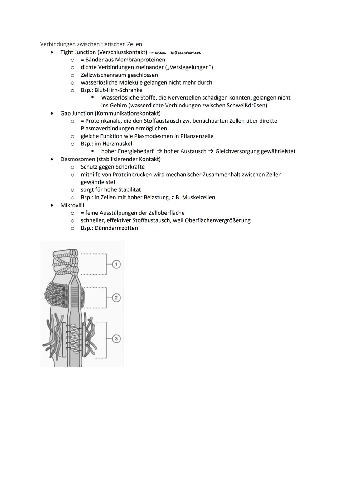 1 Ebenen des Lebens
1.1 Kennzeichen des Lebendigen
Stoff- und Energiewechsel
Fortpflanzung, Vererbung
Wachstum, Individualentwicklung
●
dien